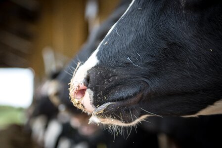 Milk cow dairy cattle cow photo