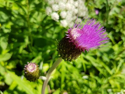 Plant purple composites photo