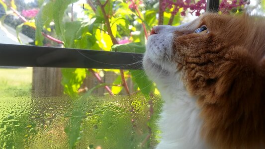 Feline window shadows