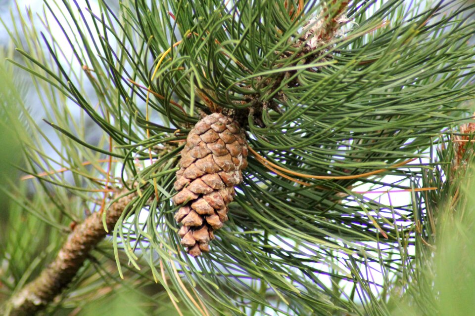 Pinecone fir tree