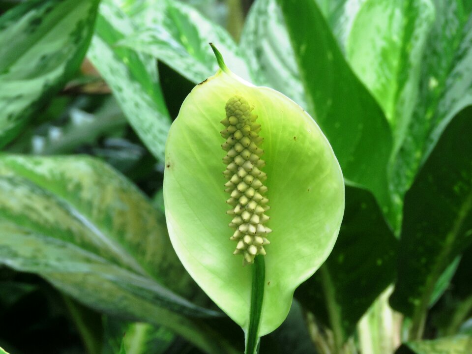 Cobra snake nature