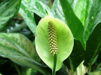 Cobra snake nature