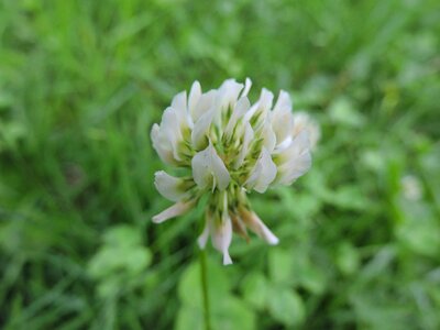 White pointed flower nature photo