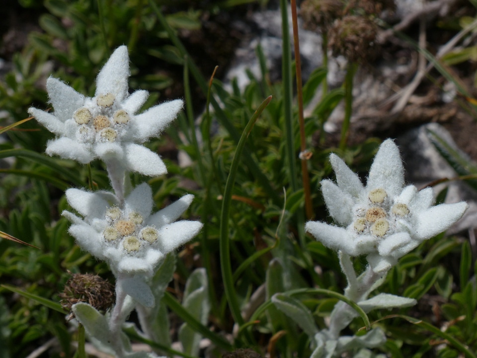 Fluffy white rarely