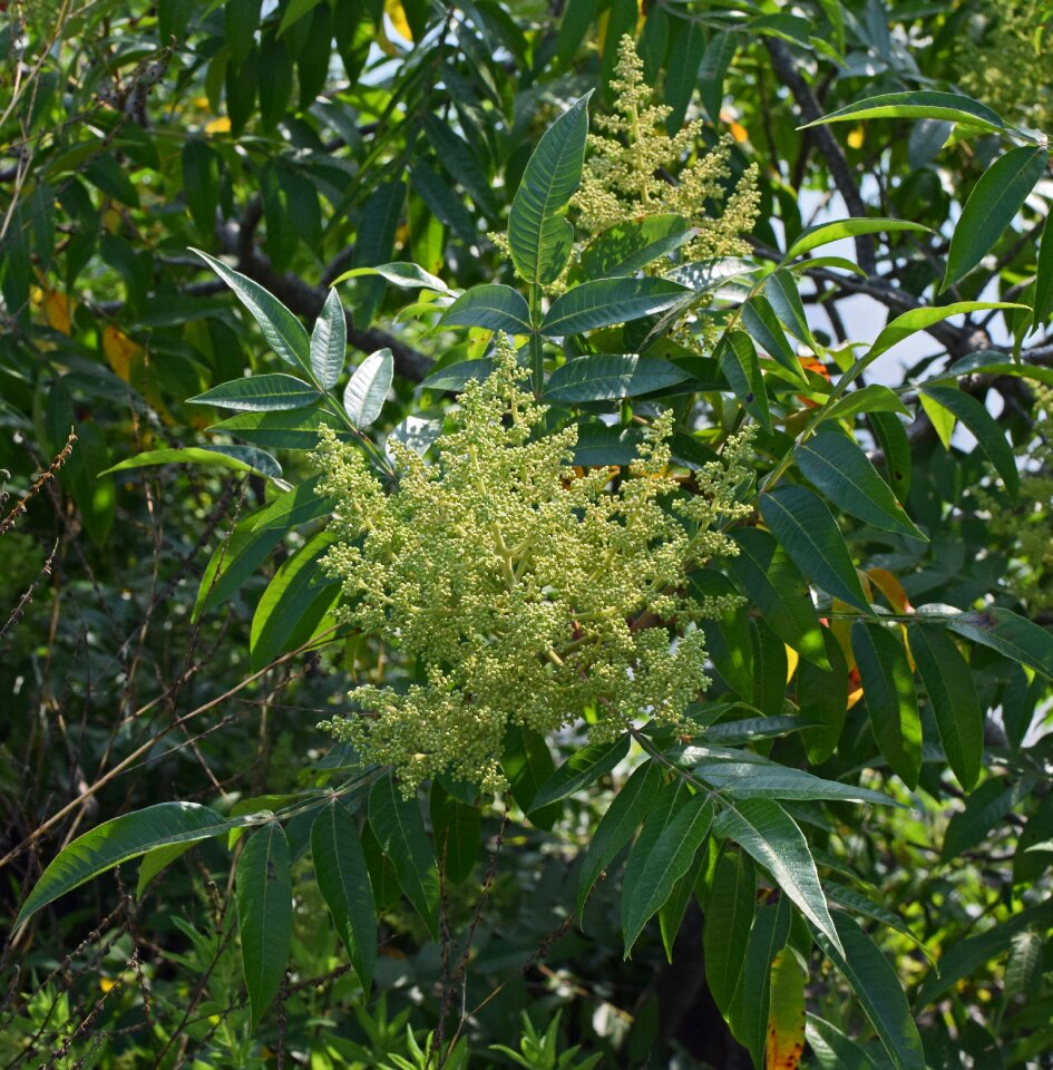Blossom bloom plant