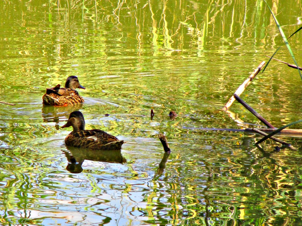 Animals pond
