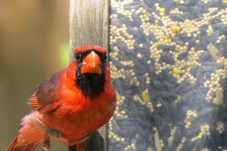 Cardinal wildlife photo