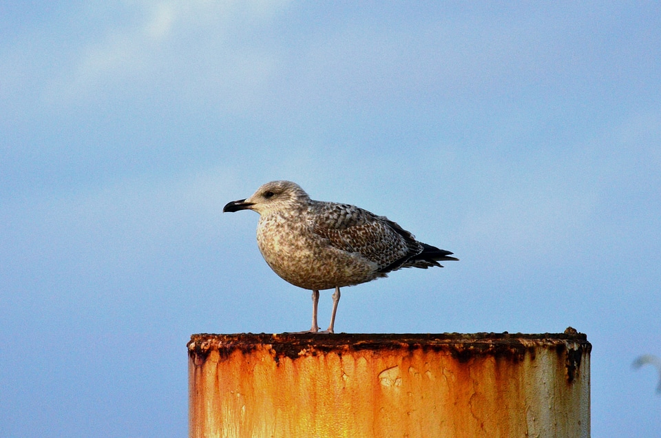 Gull baltic sea bird