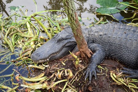 Gator cute hangover photo