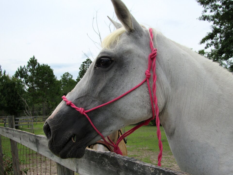 White portrait gray horse