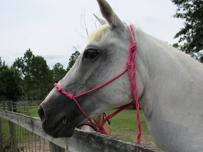 White portrait gray horse