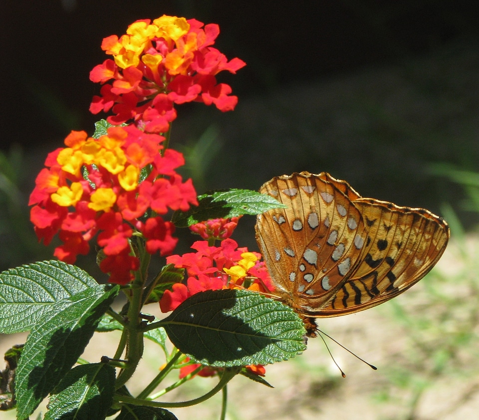 Insect floral colorful