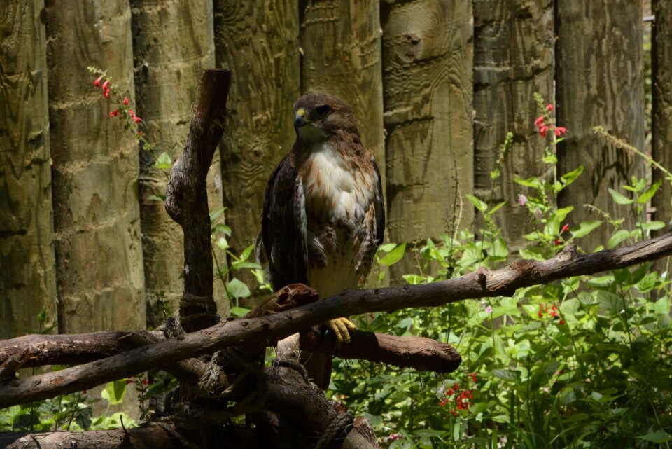 Nature raptor red
