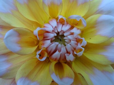 Dahlia flower blossom bloom