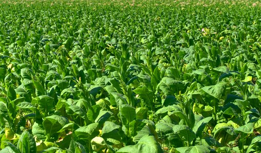 Cigarettes nicotine tobacco plant