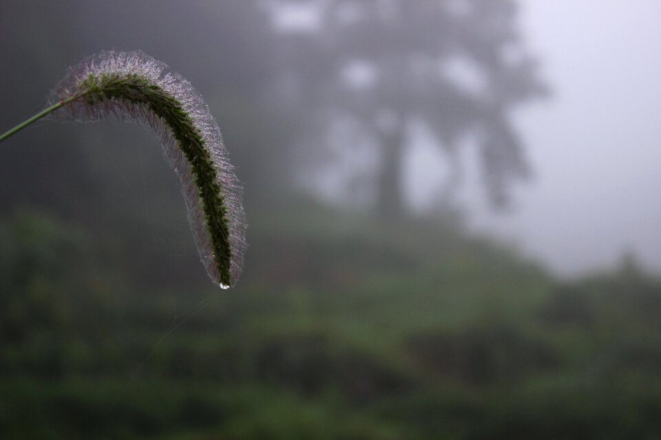 Water drops fog early in the morning