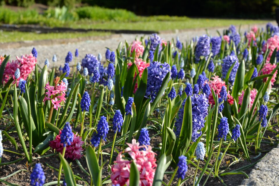 Spring park flowers