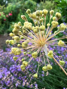 Flora flower garden close up