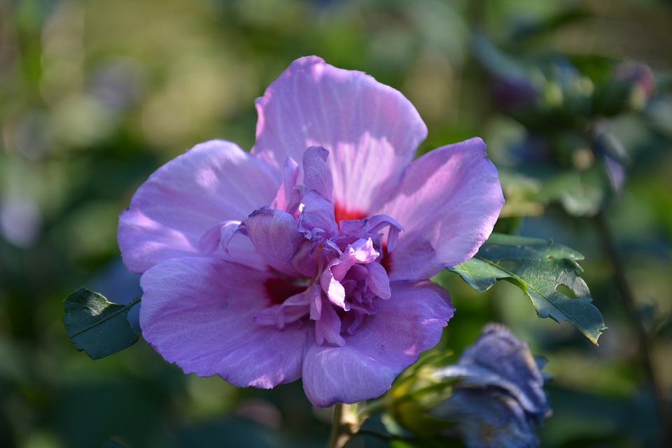 Pink petals violet