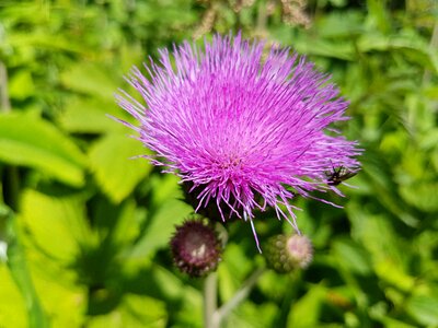 Plant purple composites photo