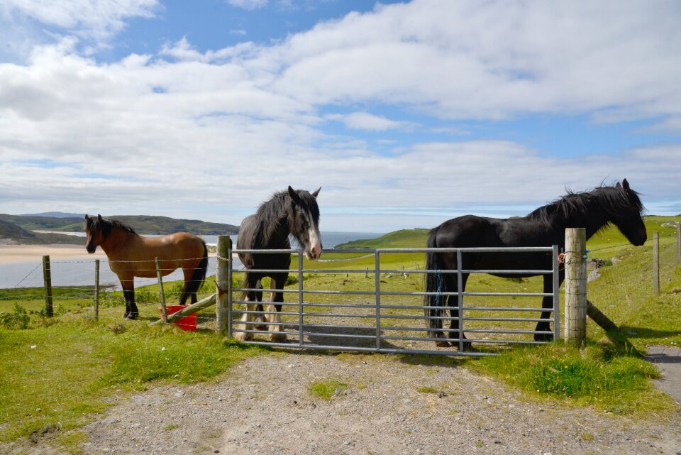 Scotland horses landscape