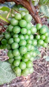 Grape chardonnay champagne