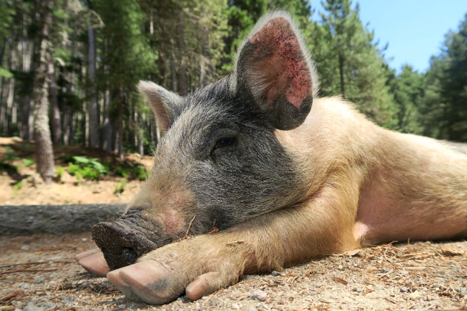 Piglet little pig pig corsica