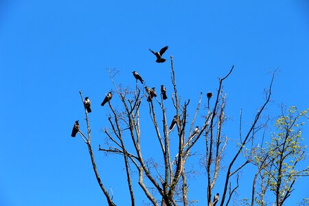 Raven nature crows wedding photo