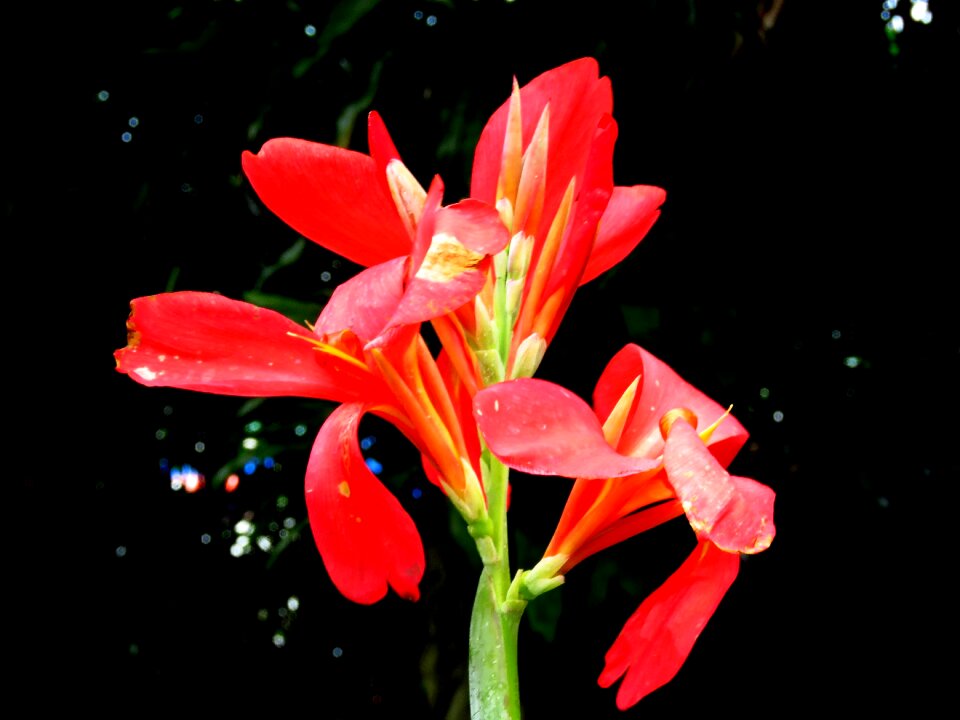 Red nature floral