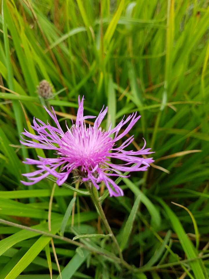 Nature violet wild flowers