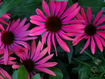 Purple coneflower purple sparkle sonnenhut shining coneflower