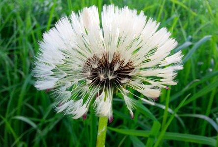 Plant nature withered dandelion