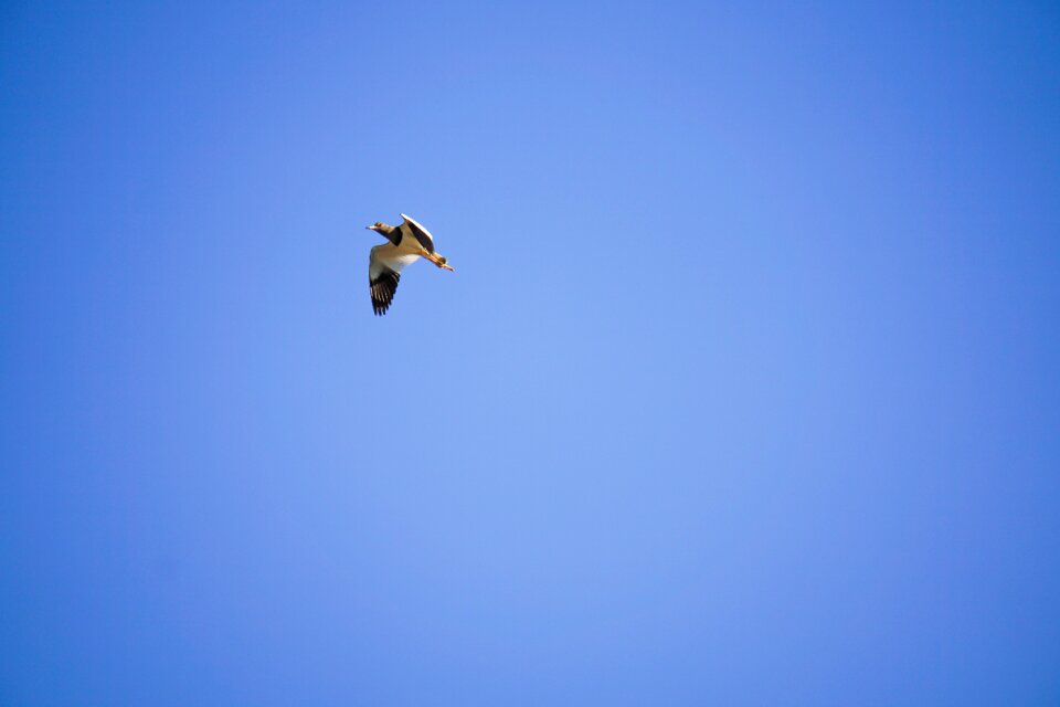 Bird animal sky