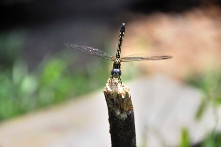 Dragon bug dragonfly photo