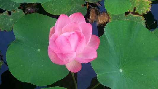 Flourished plant wet
