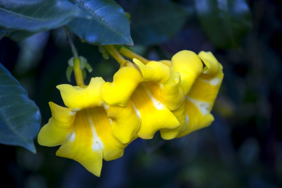 Spring flowers yellow alamanda yellow