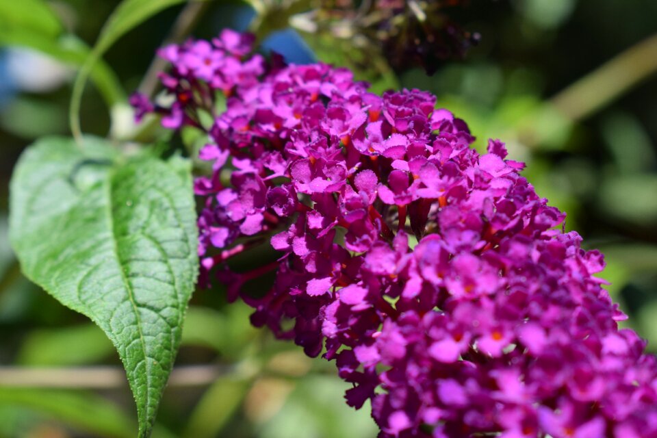 Flower plant shrub