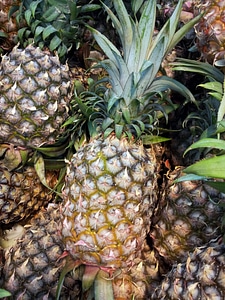 Single pine apple juicy food