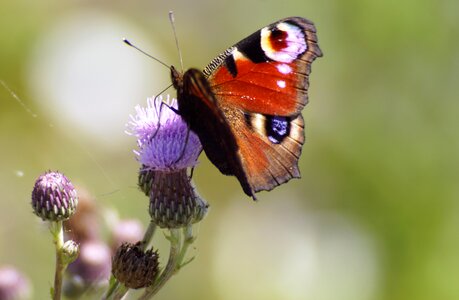 Bug nectar spring