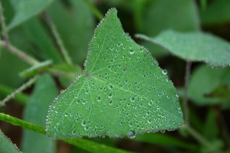 Water drops early in the morning ball