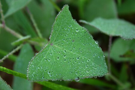 Water drops early in the morning ball photo