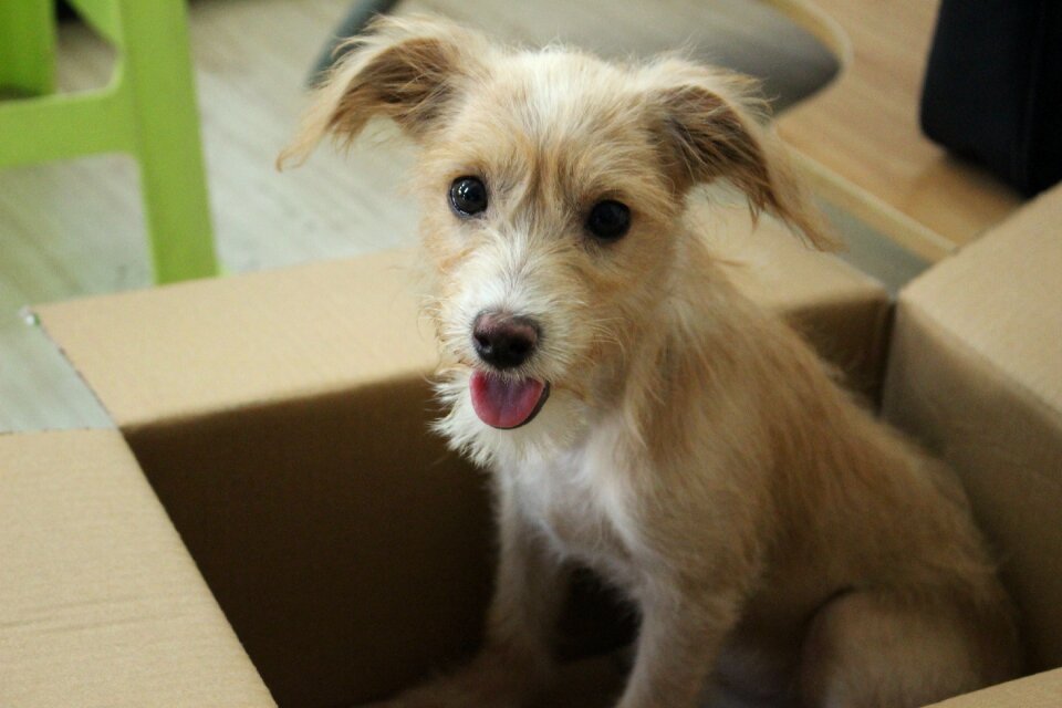 Dog cute Free photos
