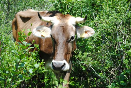 Brown swiss meadow shrubs