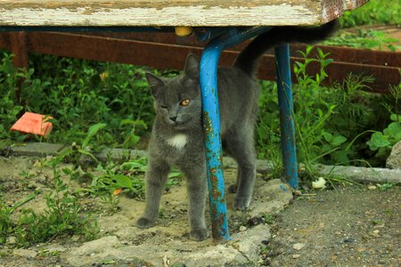 Street affectionate animals