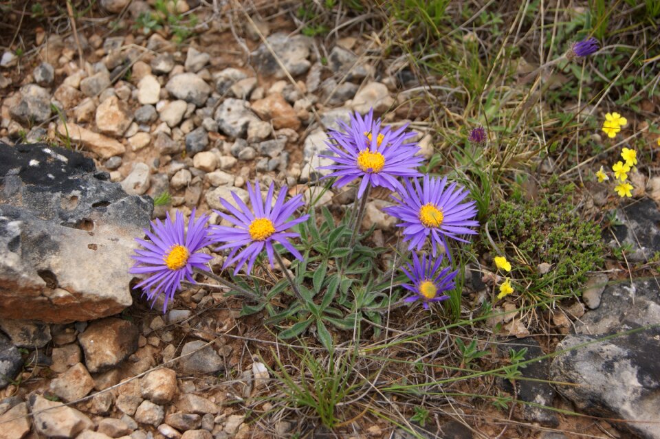 Petals wild flower nature