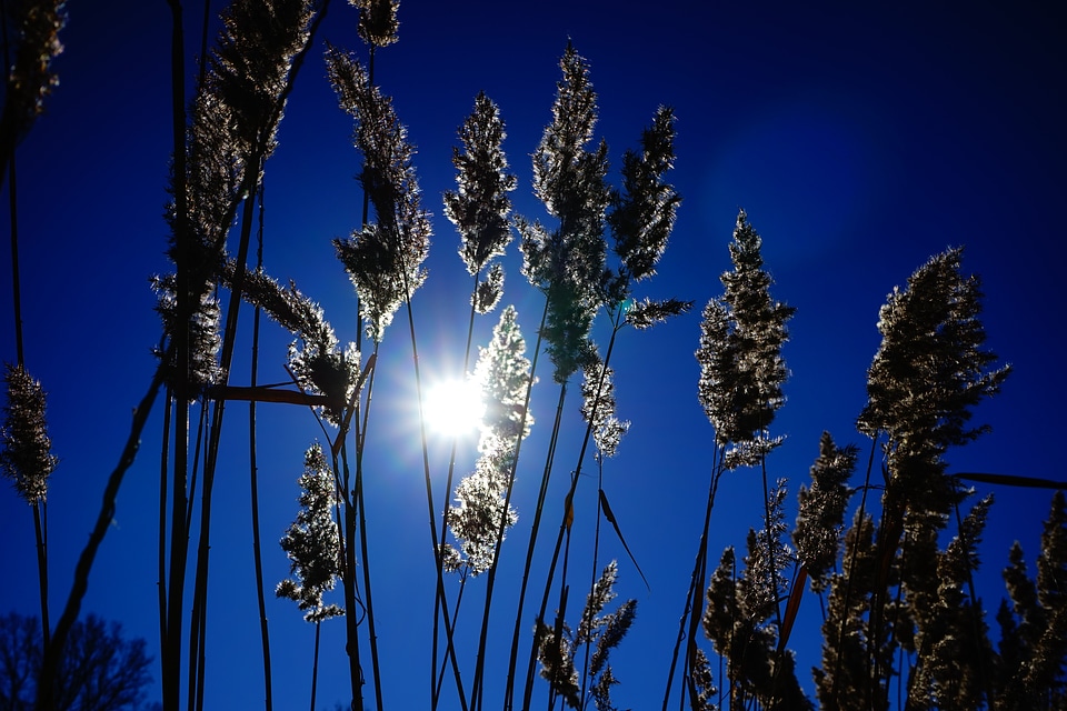 Licorice poaceae backlighting