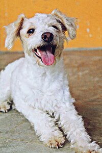 Pet mammals hairy