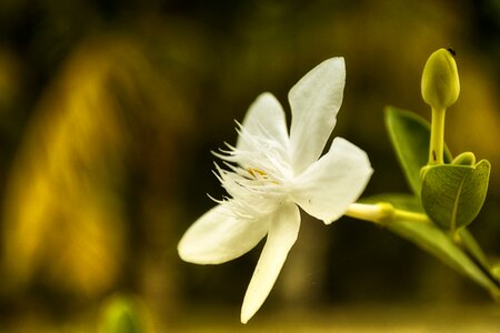 Insect spring garden photo