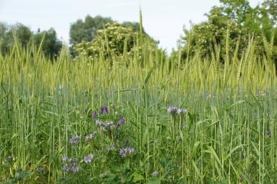 Cereals summer wild flowers