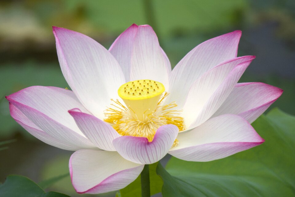 Lotus plant in full bloom